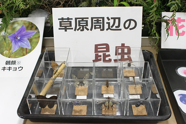 昆虫標本