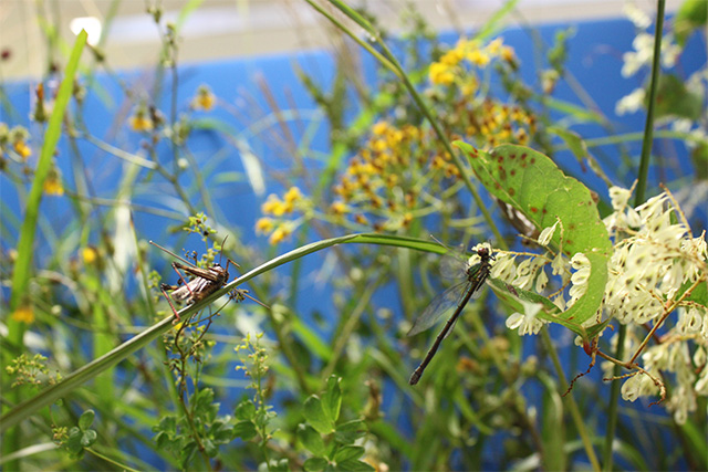 草原の昆虫たち