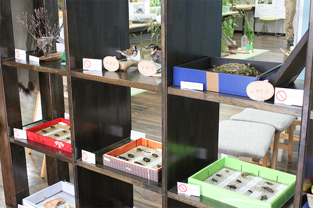 ナチュラリストのコレクション展示