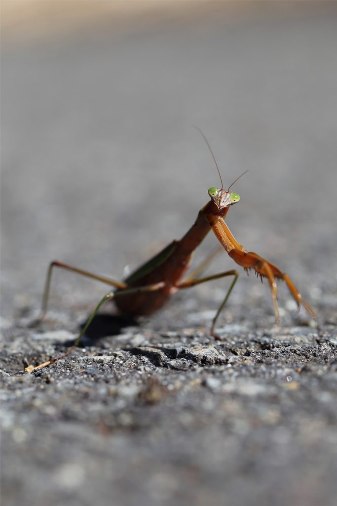 カマキリ